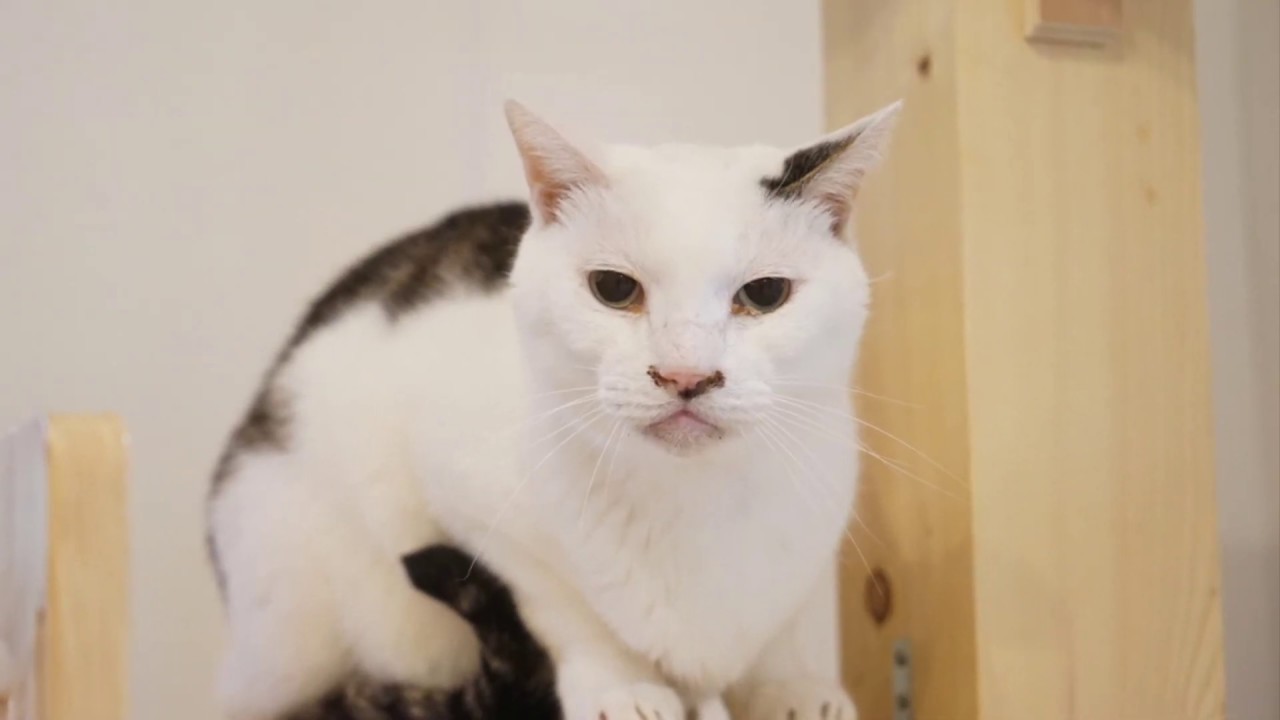 愛すべきへの字口 ヤギ兄さん 家猫に アバターもえくぼ 愛すべきへの字口 ヤギ兄さん 家猫に アバターもえくぼ