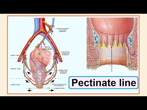 Video: Waarom wordt het pectineal genoemd?