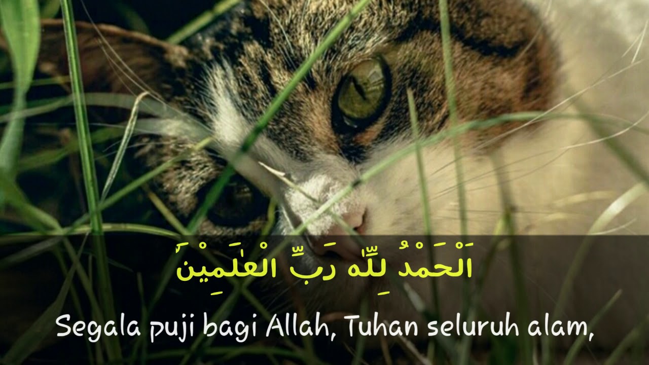 Surah Al Fatihah animasi  hewan  kucing  YouTube