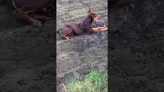 American doberman #trendingshorts #doberman #doglover #youtubeshorts #pets #viral #dog