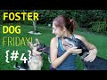 Foster Dog Friday - Episode #4 | The Honeymoon Period With Dogs Foster Dog Friday - Episode #4 | The Honeymoon Period With Dogs