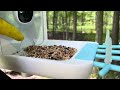Smart Bird Feeder with Camera and Kadymay AI Identify