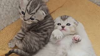 Do you love kittens when they sleep or play? by Cat Chloe & kittens 1,926 views 3 days ago 2 minutes, 25 seconds