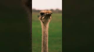 #short طائر النعام اكبر طائر في افريقيا The ostrich is the largest bird in Africa