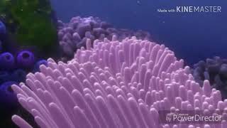 Barracuda attack 3 effects 3