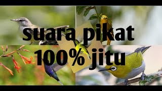 Suara pikat semua jenis burung 100% ampuh