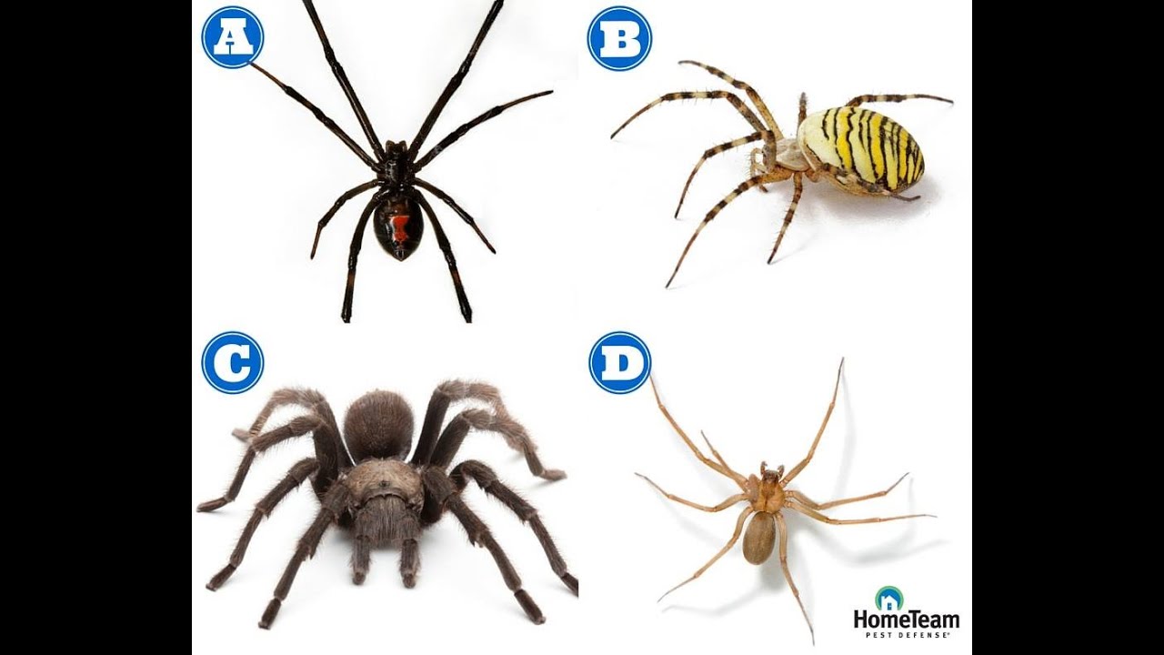 Venomous spiders in NC / SC and how to identify them