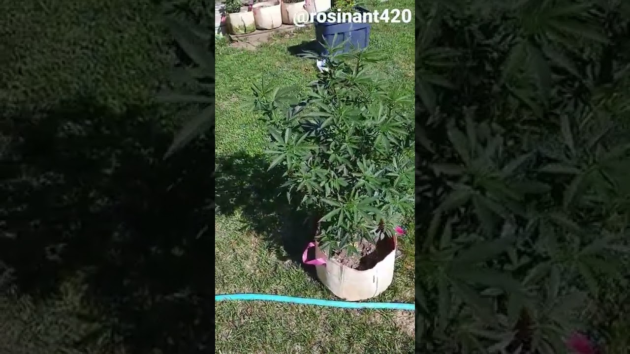 how to defoliate.  before.    