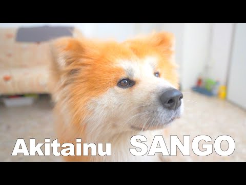 Akita dog who tells me to go for a walk is so KAWAII ❤️