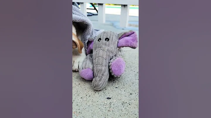 Trying to stay awake .. #shorts #pool #bulldog #englishbulldog #elephant #cute #sleeping
