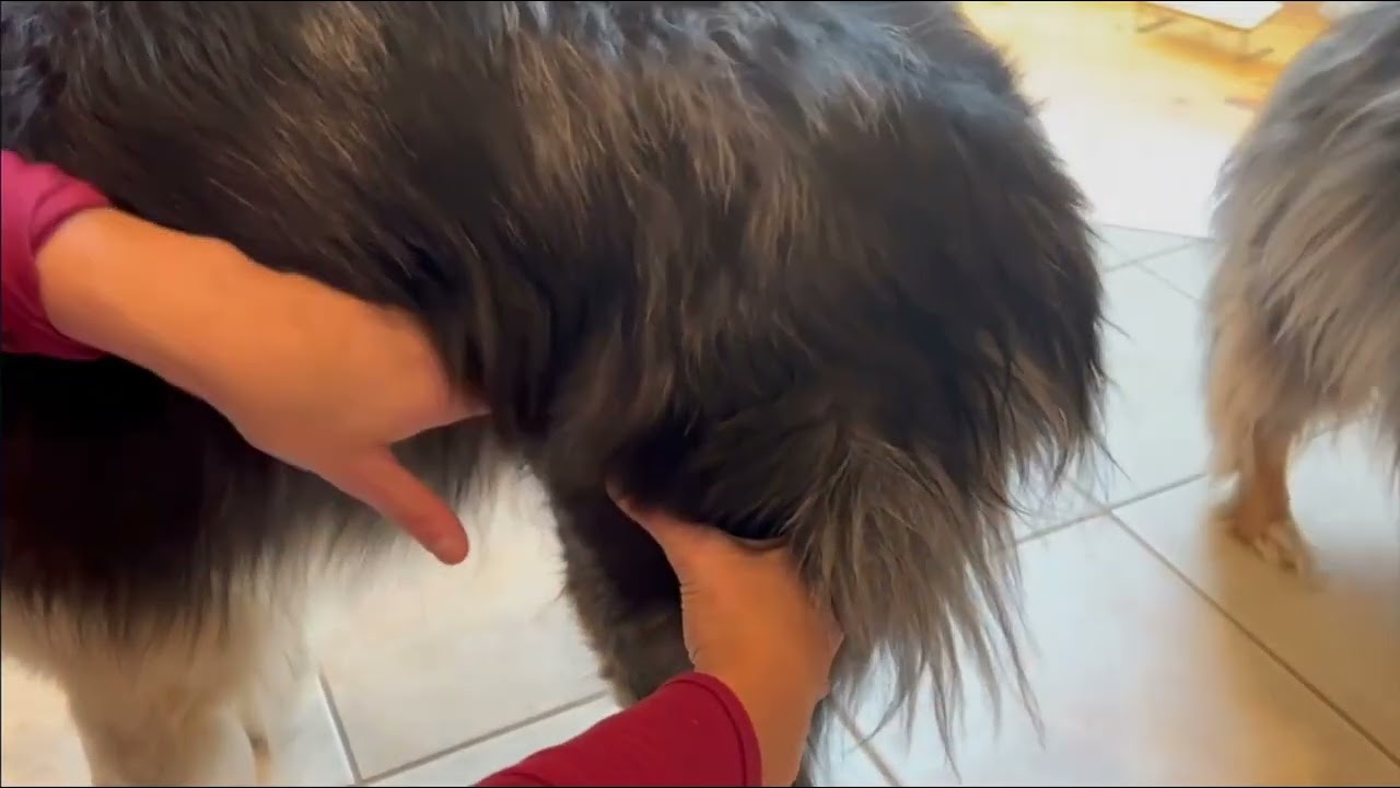 How to Perform an Intramuscular Injection