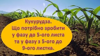 Кукурудза. Що потрібно зробити у фазу до 5 листа та у фазу з 5 ого до 9 листка.