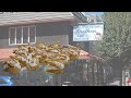 Cream puff pastry swans bakery brooklyn