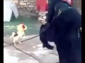 عجوز ضد ديج يموت ضحك عجوز ضد ديج يموت ضحك