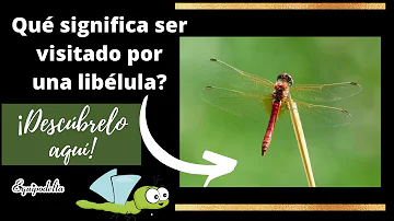 ¿Qué significa una vela libélula?