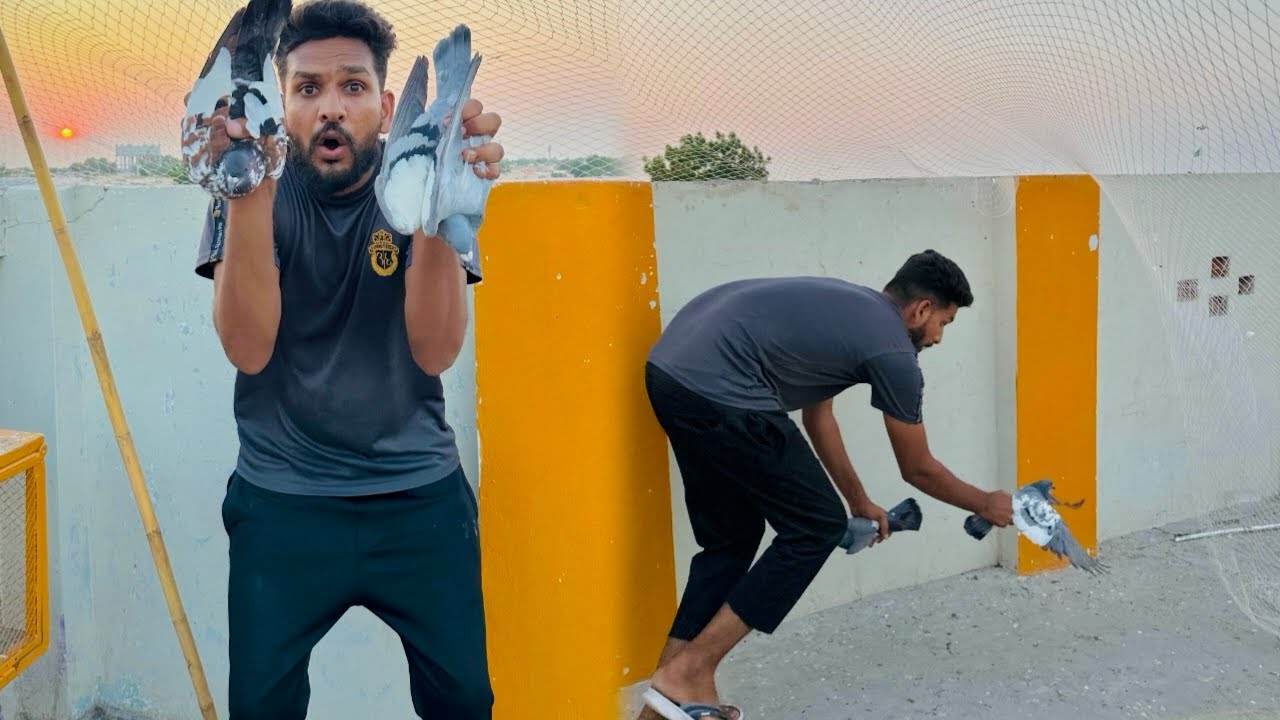 Aaj jaal main new kabutaro ko khol diya or 1 kabutar nikal gya 😳