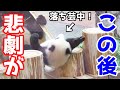 Baby panda Fuhin can't get out after falling !! in Shirahama Adventure World,japan