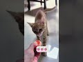 #funny #funnyanimal #viralvideo #pets