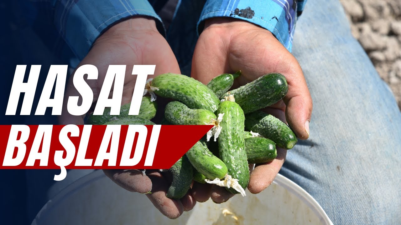 Coğrafi işaretli Sındırgı kornişonunda hasat başladı