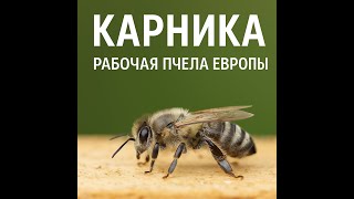 Пчела карника — спокойствие, сила и стабильность на пасеке