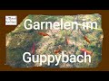 Garnelen im Guppybach