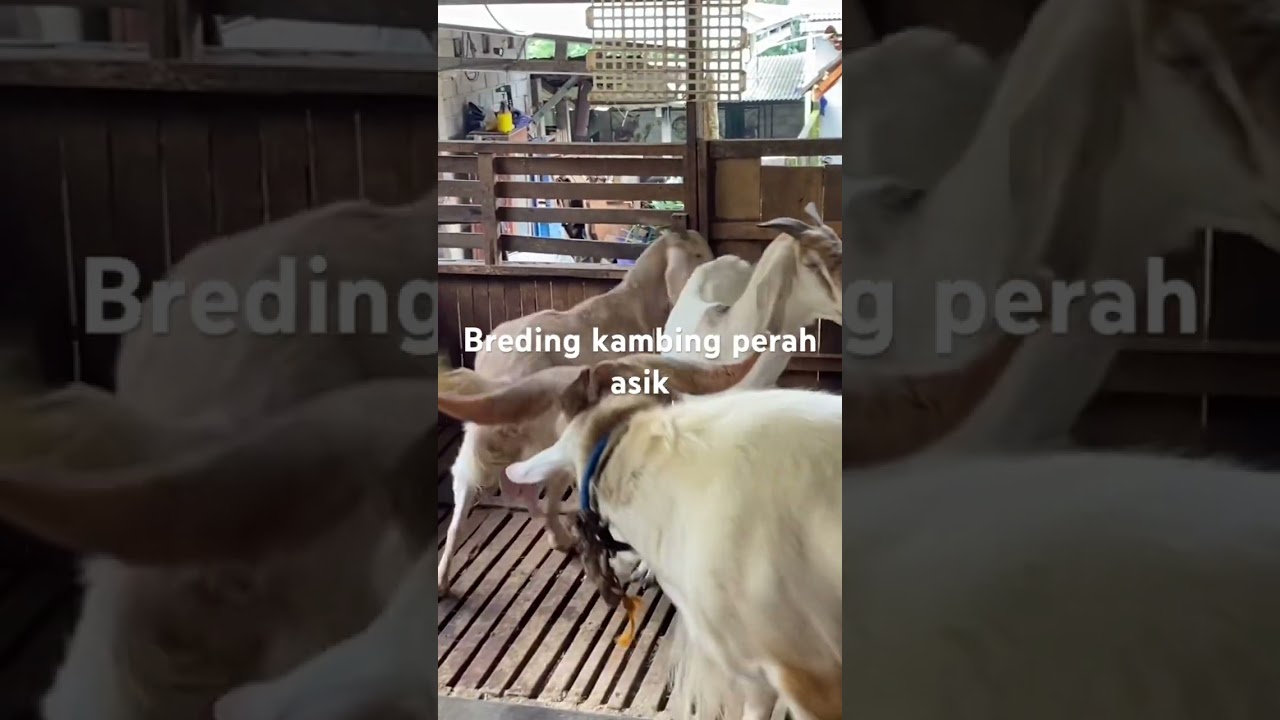 Ternak kambing adem adalah di breding 
