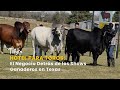 Hotel para Toros: El Negocio Detrás de los Shows Ganaderos en Texas - TvAgro por Juan Gonzalo Angel