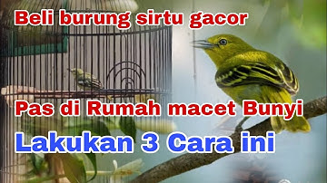 Beli burung sirtu gacor pas di bawa ke rumah macet bunyi,, ini solusi nya