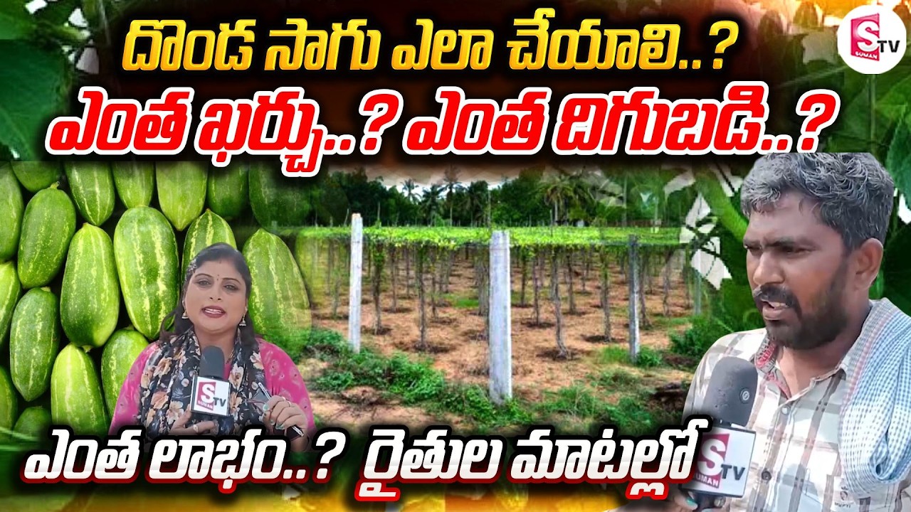 దొండకాయ లాభమా లేదా నష్టమా..? |  Coccinia Cultivation On Nets | Dondakaya Sagu | Farming Tips |