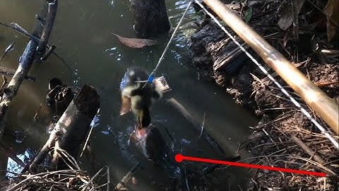 Chiêm ngưỡng các pha rình bay táp kịch tính hấp dẫn, 3 bầy, câu cá lóc bằng vịt