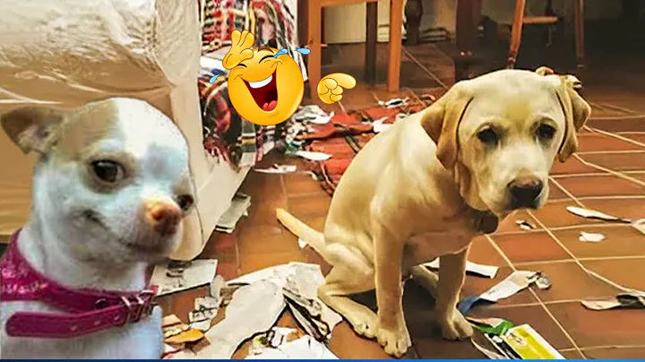 Watch the video about Most Hilarious Animals That Will Make You Laugh! 😹🐶 Best CAT and DOGS VIDEOS 2025