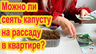 Как вырастить рассаду капусты дома