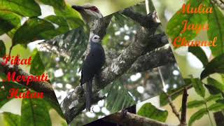 Suara pikat burung merpati hutan. ENDKG # Mulia Jaya Channel mantap