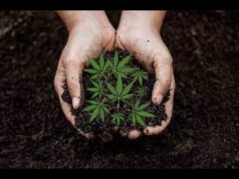 Cannabis outdoor anbauen- Tipps 🥦 Keine Werbung