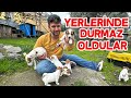 Jack Russell Yavrular İlk kez Veterinere Gitti