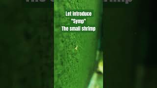 Symp the baby shrimp.