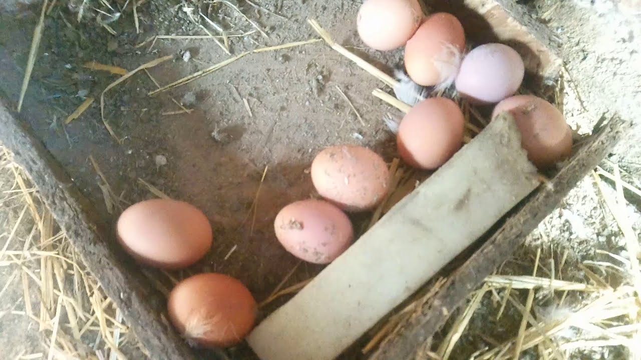 Как отучить кур клевать. Гнездо-ЛОВУШКА С яйцесборником от расклева яиц. Расклёв яиц курами. Гнездо от расклева яиц. Расклёв яиц курами препараты.