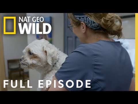 Lord of the Wings (Full Episode) | Heartland Docs, DVM