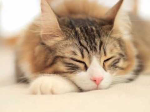 ロイヤリティフリー寝顔 可愛い猫 最高の動物画像
