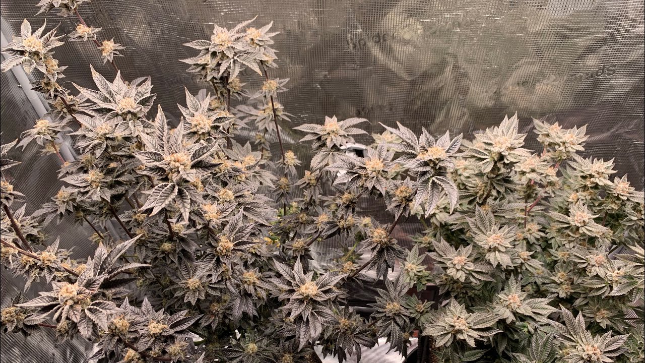 Day 74 Harvest HUMBOLDT Fortune Cookie