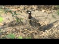 Training Of Black Francolin