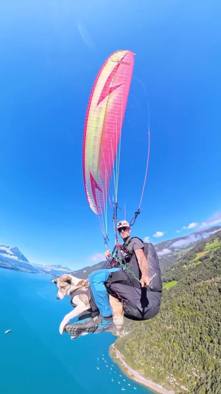 This dog takes adventure to new heights... literally! ? #dogs #paragliding #cute