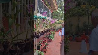 Download Lagu Inside My 90-Year-Old Grandpa's Magical Orchid Garden 🌸✨#orchidgarden #gardentour #gardening MP3 Download Lagu Inside My 90-Year-Old Grandpa's Magical Orchid Garden 🌸✨#orchidgarden #gardentour #gardening MP3
