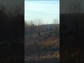 Big Gobbler on Thanksgiving day