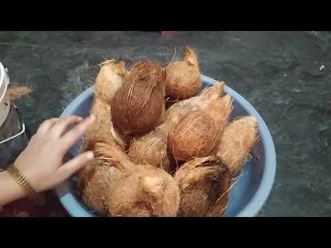 Video: Kaip Laikyti Kokosą