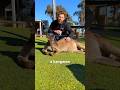 World S Friendliest Kangaroo