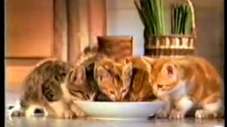 uitlokken grote Oceaan veronderstellen WHISKAS® UK - 'Kitten Food' TV Reclame uit 1991 - YouTube