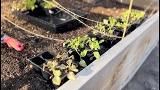 Transplanting Lettuce seed starts Outside in the Garden