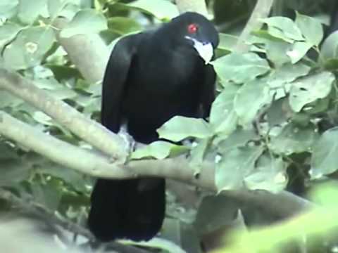 Koyal Bird Ringtone Free Download