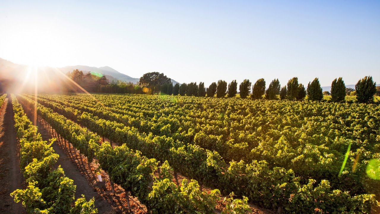 far niente vineyard